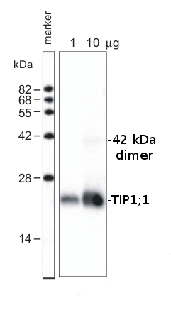 western blot using anti-TIP1;1 antibodies